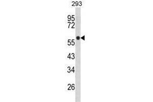 Western blot analysis of TPH1 Antibody (N-term) in 293 cell line lysates (35ug/lane). (Tryptophan Hydroxylase 1 Antikörper  (N-Term))