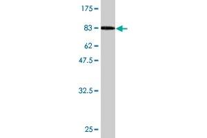 Western Blot detection against Immunogen (96.