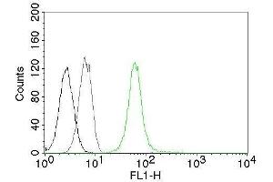 Flow Cytometry of human Vimentin on Jurkat cells. (Vimentin Antikörper)