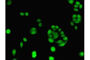 Immunofluorescence (IF) image for anti-ELAV (Embryonic Lethal, Abnormal Vision, Drosophila)-Like 2 (Hu Antigen B) (ELAVL2) (AA 4-356) antibody (ABIN7151479)