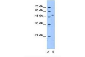 Image no. 1 for anti-Zinc Finger Protein 763 (ZNF763) (AA 51-100) antibody (ABIN341644) (ZNF763 Antikörper  (AA 51-100))