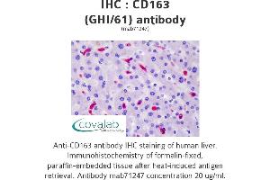 Image no. 3 for anti-CD163 (CD163) antibody (ABIN1721750) (CD163 Antikörper)