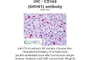 Image no. 3 for anti-CD163 (CD163) antibody (ABIN1721750) (CD163 Antikörper)