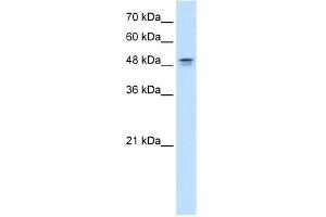 WB Suggested Anti-DHODH Antibody Titration:  0. (DHODH Antikörper  (N-Term))