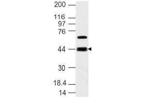 Image no. 1 for anti-Sphingosine-1-Phosphate Receptor 3 (S1PR3) (AA 80-350) antibody (ABIN5027517) (S1PR3 Antikörper  (AA 80-350))