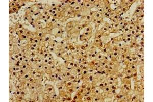 Immunohistochemistry of paraffin-embedded human adrenal gland tissue using ABIN7167122 at dilution of 1:100 (RASSF1 Antikörper  (AA 23-145))