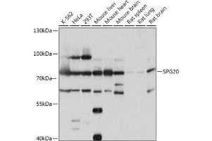 Western blot analysis of extracts of various cell lines, using SPG20 antibody (ABIN7270513) at 1:1000 dilution. (SPG20 Antikörper  (AA 1-350))