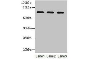 Western blot All lanes: SCARA3 antibody at 0. (SCARA3 Antikörper  (AA 201-466))