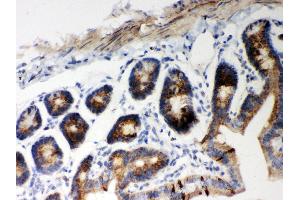 Anti- Hsp60 Picoband antibody, IHC(P) IHC(P): Mouse Intestine Tissue (HSPD1 Antikörper  (AA 260-496))