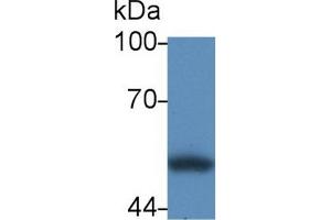 Western Blot; Sample: Human HL60 cell lysate; Primary Ab: 2µg/mL Rabbit Anti-Human CRT Antibody Second Ab: 0. (Calreticulin Antikörper  (AA 18-193))