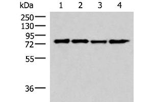 Western blot analysis of 293T cell lysates using AKAP17A Polyclonal Antibody at dilution of 1:650 (SFRS17A Antikörper)