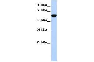 Western Blotting (WB) image for anti-BTB (POZ) Domain Containing 10 (BTBD10) antibody (ABIN2458142) (BTBD10 Antikörper)