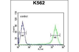 GAGE7 Antibody (C-term) (ABIN653712 and ABIN2843026) flow cytometric analysis of K562 cells (right histogram) compared to a negative control cell (left histogram). (G Antigen 7 Antikörper  (C-Term))