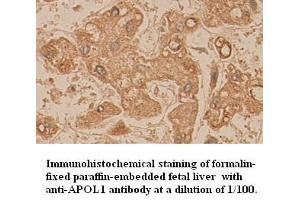 Image no. 1 for anti-Apolipoprotein L, 1 (APOL1) (AA 39-53) antibody (ABIN791085) (APOL1 Antikörper  (AA 39-53))