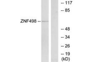 Western blot analysis of extracts from COS7 cells, using ZNF498 Antibody.