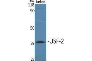 Western Blot (WB) analysis of specific cells using USF-2 Polyclonal Antibody. (USF2 Antikörper  (Internal Region))