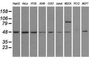 Western blot analysis of extracts (35 µg) from 9 different cell lines by using anti-LEMD3 monoclonal antibody. (LEMD3 Antikörper)