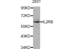 Western Blotting (WB) image for anti-Interleukin 2 Receptor, beta (IL2RB) antibody (ABIN1882334) (IL2 Receptor beta Antikörper)