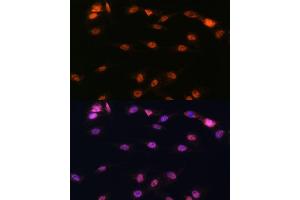 Immunofluorescence analysis of C6 cells using  antibody (ABIN3023072, ABIN3023073, ABIN3023074 and ABIN6219376) at dilution of 1:100.