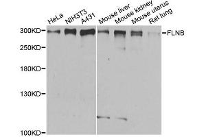 Western blot analysis of extracts of various cell lines, using FLNB antibody (ABIN1872702) at 1:1000 dilution. (FLNB Antikörper)