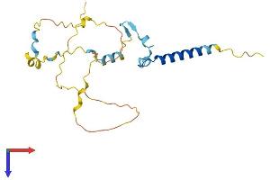 IFT43 Protein (AA 1-206) (His tag)