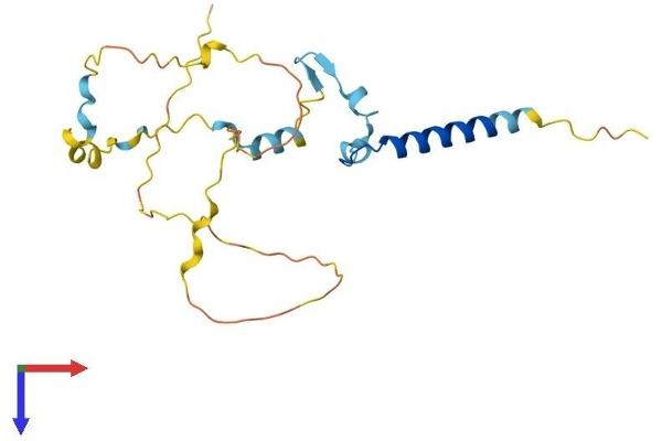 IFT43 Protein (AA 1-206) (His tag)
