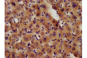 IHC image of ABIN7163609 diluted at 1:600 and staining in paraffin-embedded human liver tissue performed on a Leica BondTM system. (PAFAH1B3 Antikörper  (AA 103-187))