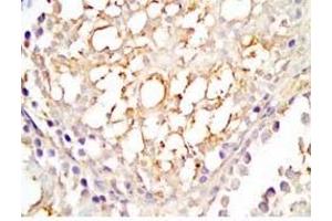 Rat testis tissue was stained by Rabbit Anti-INSL5 C Peptide (Human) Antibody (INSL5 Antikörper  (Preproprotein))