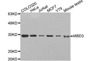Western blot analysis of extracts of various cell lines, using MBD3 antibody. (MBD3 Antikörper  (AA 1-255))