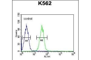 EFHC2 Antibody (N-term) (ABIN653713 and ABIN2843027) flow cytometric analysis of K562 cells (right histogram) compared to a negative control cell (left histogram). (EFHC2 Antikörper  (N-Term))