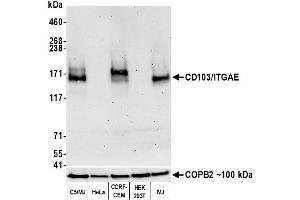 Western Blotting (WB) image for anti-Integrin, alpha E (Antigen CD103, Human Mucosal Lymphocyte Antigen 1, alpha Polypeptide) (ITGAE) (AA 400-450) antibody (ABIN7455115)
