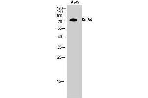 Western Blotting (WB) image for anti-Ku-86 (Internal Region) antibody (ABIN3175792) (Ku-86 (Internal Region) Antikörper)
