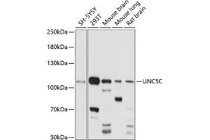 Western blot analysis of extracts of various cell lines, using UNC5C antibody (ABIN7271216) at 1:1000 dilution.