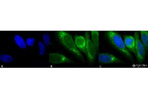 Immunocytochemistry/Immunofluorescence analysis using Mouse Anti-GRP78 Monoclonal Antibody, Clone 1H11-1H7 . (GRP78 Antikörper  (APC))