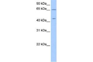 Human 721_B; WB Suggested Anti-ZPLD1 Antibody Titration: 0. (ZPLD1 Antikörper  (C-Term, Isoform 2))