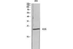 Western Blot (WB) analysis of 3T3 lysis using ICOS antibody. (ICOS Antikörper)
