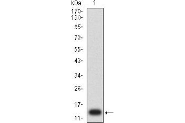 ENPP3 Antikörper  (AA 45-163)