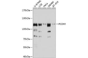 Western blot analysis of extracts of various cell lines, using PCDH1 antibody (ABIN6128581, ABIN6145283, ABIN6145284 and ABIN6214405) at 1:1000 dilution. (Protocadherin 1 Antikörper  (AA 60-220))