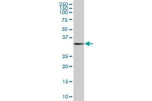 RAD51 MaxPab polyclonal antibody. (RAD51 Antikörper  (AA 1-339))