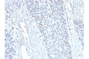 Formalin-fixed, paraffin-embedded human Endometrium stained with Cyclin A2 Mouse Monoclonal Antibody (E67). (Cyclin A Antikörper)