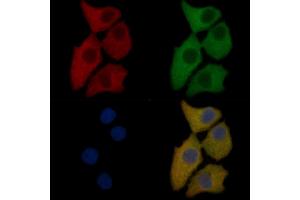 HSP60 Mouse Monoclonal Antibody staining Hela cells by IF/ICC.