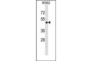 Western blot analysis in K562 cell line lysates (35ug/lane) using PNPLA3 Antibody (N-term) Cat.