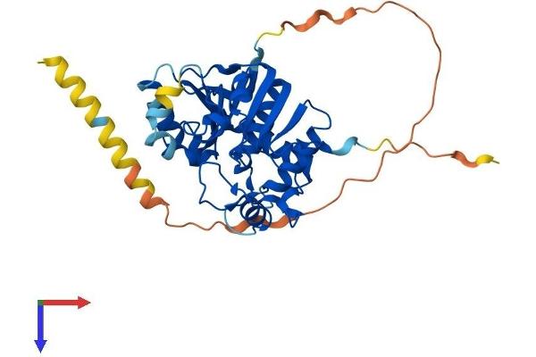 ST6GALNAC5 Protein (AA 1-336) (His tag)