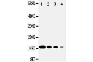 Western Blotting (WB) image for anti-D-Dopachrome Tautomerase (DDT) (AA 99-118), (C-Term) antibody (ABIN3043212) (DDT Antikörper  (C-Term))