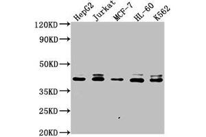Western Blot Positive WB detected in: HepG2 whole cell lysate, Jurkat whole cell lysate, MCF-7 whole cell lysate, HL-60 whole cell lysate, K562 whole cell lysate All lanes: LSM11 antibody at 1:2000 Secondary Goat polyclonal to rabbit IgG at 1/50000 dilution Predicted band size: 40 kDa Observed band size: 40 kDa (LSM11 Antikörper  (AA 1-141))