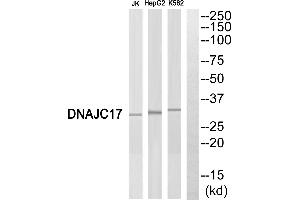 Western blot analysis of extracts from Jurkat cells, HepG2 cells and K562 cells, using DNAJC17 antibody. (DNAJC17 Antikörper)