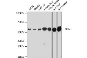 Western blot analysis of extracts of various cell lines, using RXRα antibody (ABIN7269949) at 1:1000 dilution.