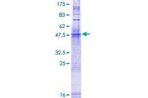 Surfeit 4 Protein (SURF4) (AA 1-269) (GST tag)