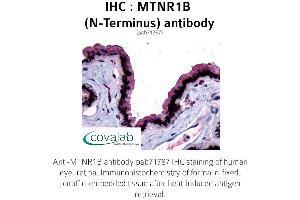 Image no. 1 for anti-Melatonin Receptor 1B (MTNR1B) (Extracellular Domain), (N-Term) antibody (ABIN1737121) (Melatonin Receptor 1B Antikörper  (Extracellular Domain, N-Term))