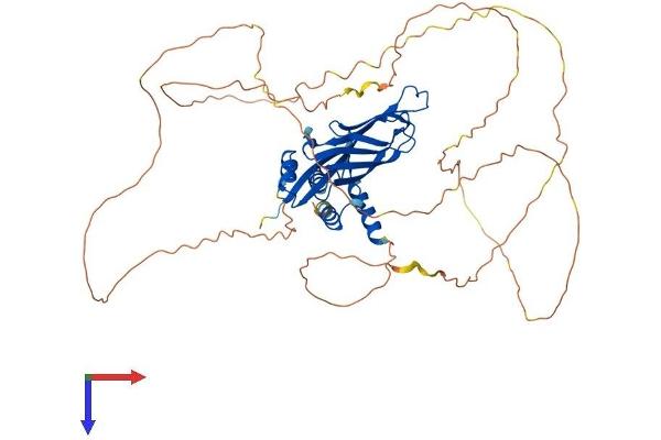 AF9 Protein (AA 1-568) (His tag)